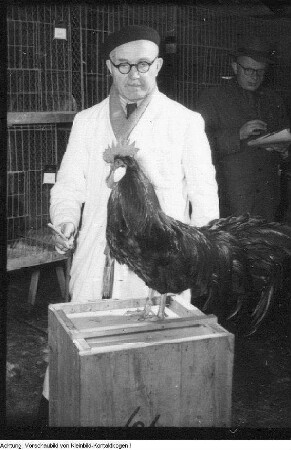 Kleintiersiegerschau, Januar 1954