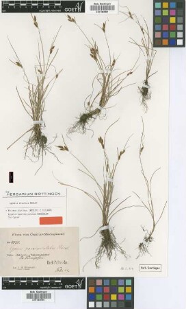 Cyperus paucispiculatus Boeckeler [isotype]