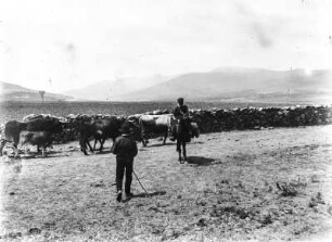 In der Sierra de Gredos : Männer mit Rindern in einer Ebene. Im Hintergrund Gebirge