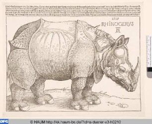 Rhinoceros (Rhinocerus)