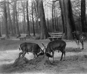 Wildgehege mit Hirschen