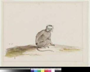 Meerkatze (Cercopithecus)