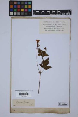 Geranium striatum L.