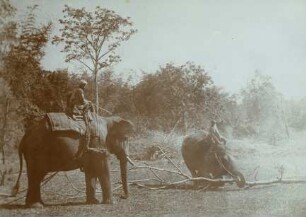 Elefantenjagd