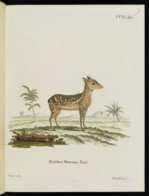 CCXLIII. Moschus Meminna Erxl.
