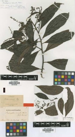 Oreodaphne odorata Meisn. [type]