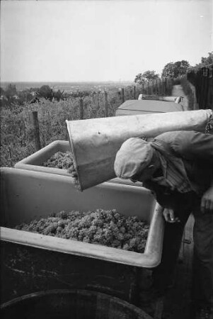 Staatliche Rebveredelungsanstalt Durlach Weinlese in den Weinberghängen am Turmberg