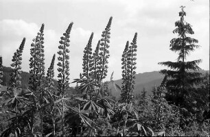 Lupinen vor dem Himmel am Schluchsee
