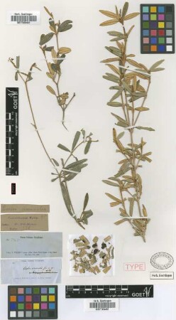 Croton viminalis Griseb. [type]
