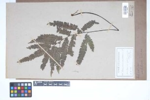 Adiantum cristatum L.