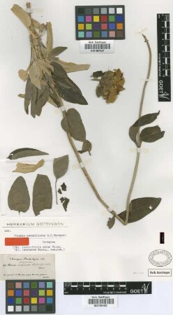 Phlomis grandiflorus H.S.Thomps. [syntype]
