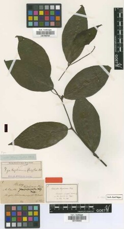 Artanthe kegeliana Miq. [type]