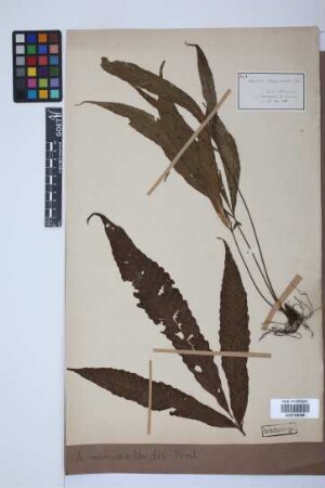 Aspidium menyanthidis C.Presl