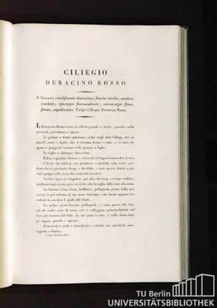 Ciliegio Duracino Rosso