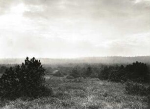 Zinnwald-Georgenfeld. Hochmoor mit Moorkiefer