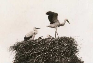 Bad Buchau. Weißstorch (Ciconia ciconia). Flugprobe eines Jungen