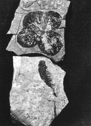 Hortensie (Blüte) und Ahorn (Samen). Abdrücke auf oberoligozänem Schiefer der Schieferhalde von Seifhennersdorf (Kreis Zittau)