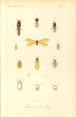 Neur. Pl. IV. Termes gilvus Hag.