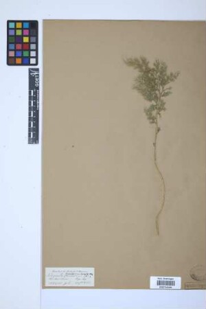 Selaginella involvens (Sw.) Spring
