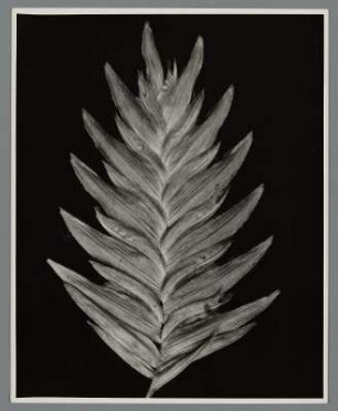 Ährengras, Ährchen (Uniola latifolia)