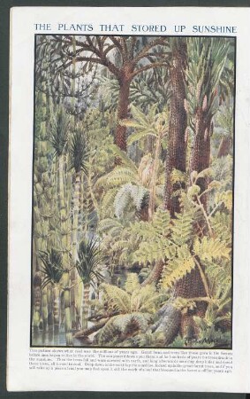 Tafel: The plants that stored up sunshine
