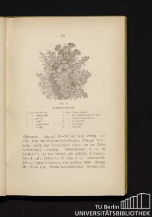 Fig. 3. Stauden-Astern.