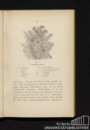 Fig. 3. Stauden-Astern.