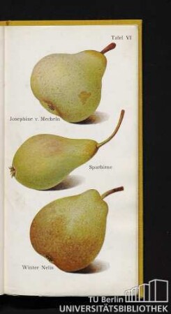 Tafel VI. Josephine v. Mecheln, Sparbirne und Winter Nelis.