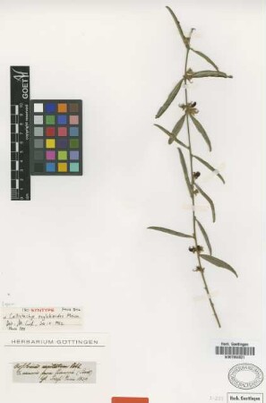 Callistachys oxylobioides Meisn. [Isosyntype]