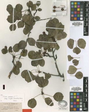 Pyrus longipes Coss. & Durieu [syntype]