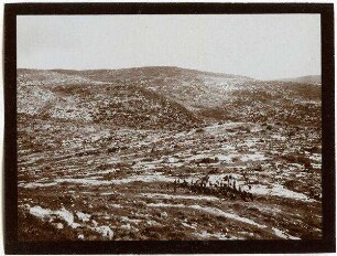 Ziegenherde nördl. v. el-hadab Blick n. N (w. [wadi] ed-dilbe)