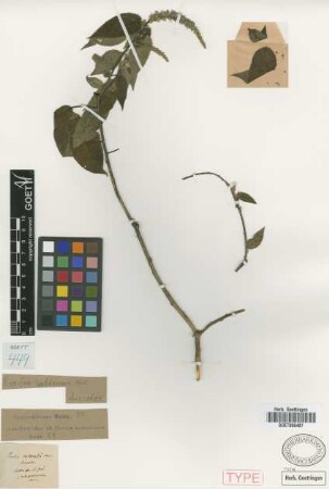 Croton saltensis Griseb. var. Griseb. discolor[type]
