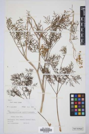 Todaroa aurea Parl.