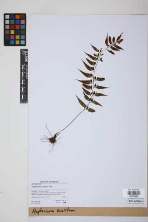 Asplenium auritum Sw.
