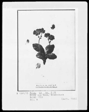 Georg Friedrich Heß, Blumenbuch — Primel, Folio 4recto
