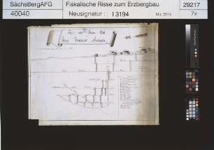 Junge Hohe Birke Fundgrube bei Langenrinne (Zug)