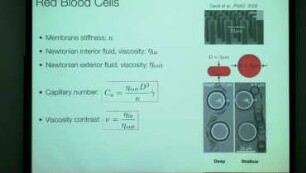 Deformability-based red blood cell separation using a microfluidic device