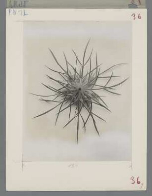 Wilde Möhre, Blütenstand im Knospenstadium, von unten (Daucus carota)