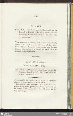 Balanus tesselatus. Tab. LXXXIV. - Fig. 1