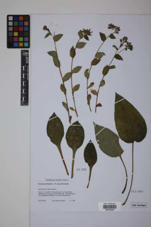 Pulmonaria officinalis L. x P. obscura Dumontier