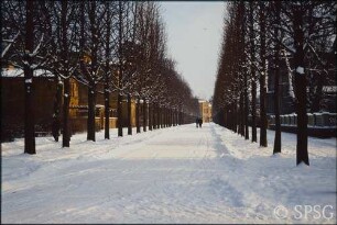 Potsdam, Park Sanssouci, Allee am Grünen Gitter (Kastanienallee).