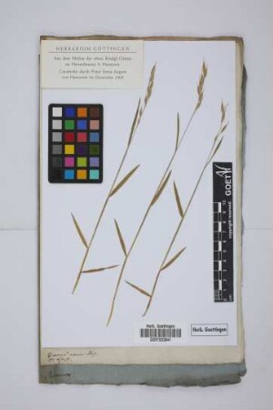 Bromus nanus