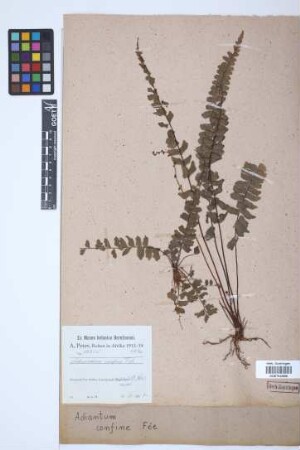 Adiantum confine Fée