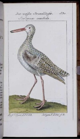 Der weiße Strandläufer. Scolopax cadida.