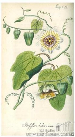 Passiflora holosericea