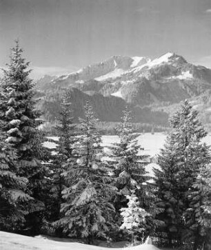 Winter Tannen : Winterbilder. Schneebedeckte Nadelbäume im Gebirge (vielleicht in den Allgäuer Alpen)