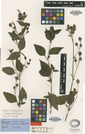 Dicliptera scutellata Griseb. [holotype]