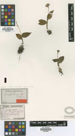 Microstylis hieronymi Cogn.
