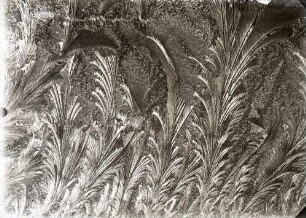 Eisblumen
