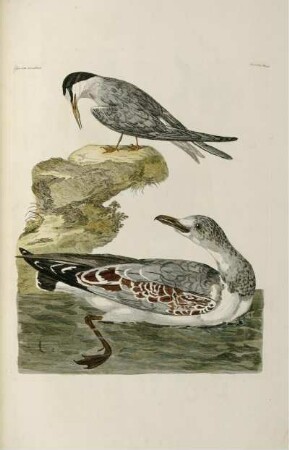 lesser sea swallows